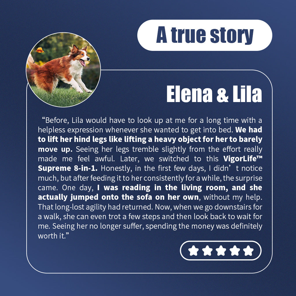 Advanced Hip & Joint Support — Daily Soft Chews for Easier Movement - My Store